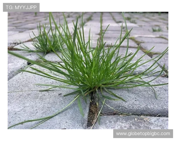 凯发真人首先娱乐致力于构建绿色安全的游戏环境为玩家打造放心的娱乐空间 凯发真人首先娱乐致力于构建绿色安全的游戏环境为玩家打造放心的娱乐空间